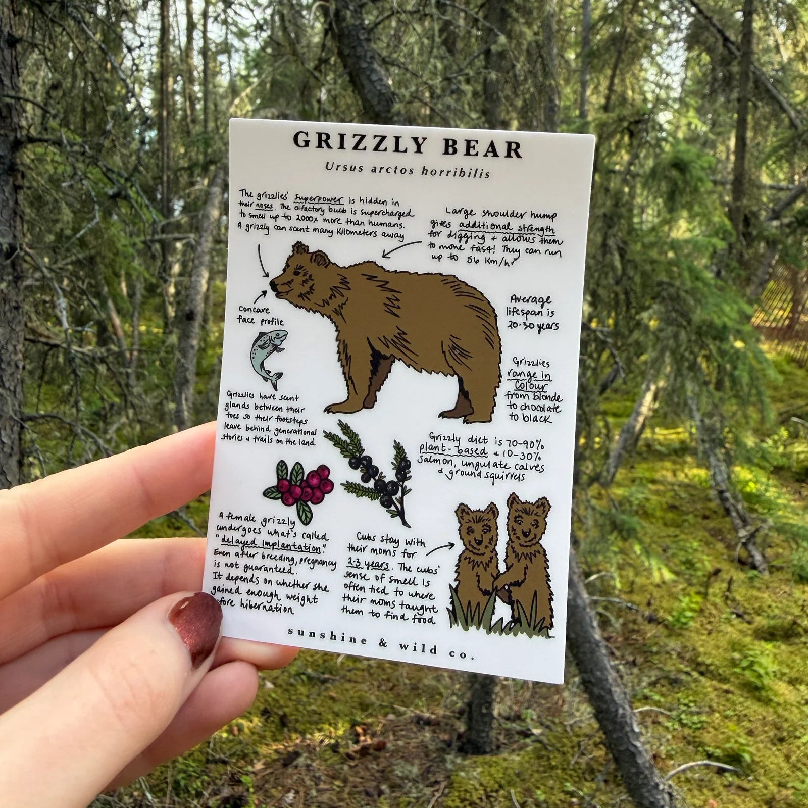 Grizzly Bear Sticker
