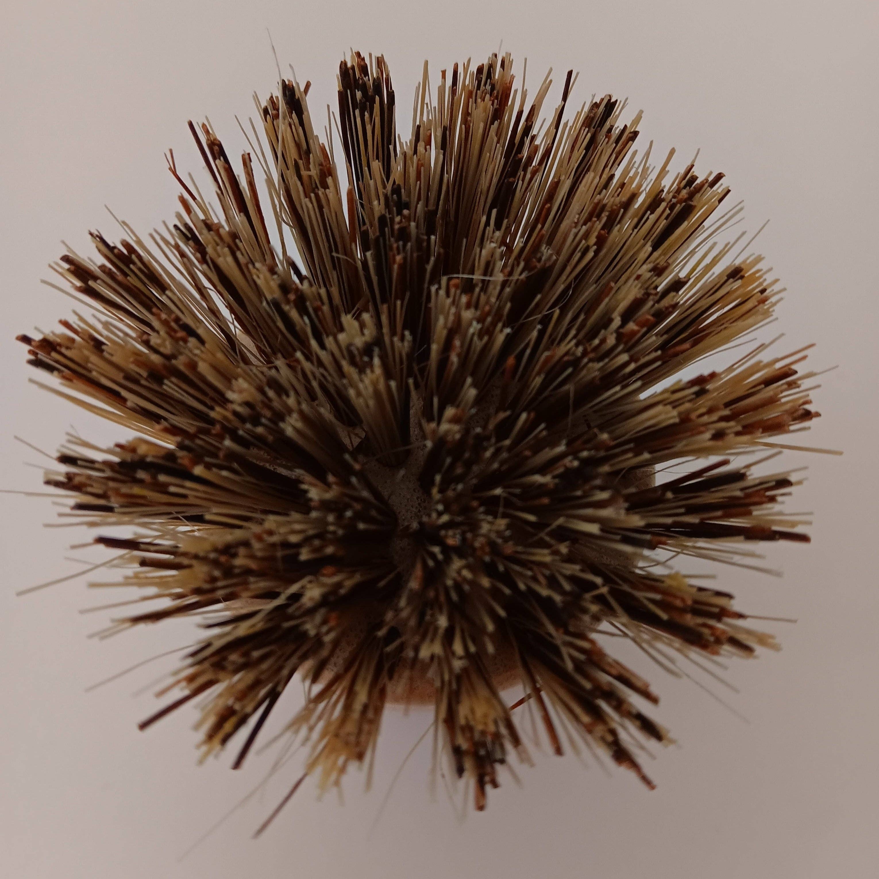 Palm Scrub Brush - Hard Bristles