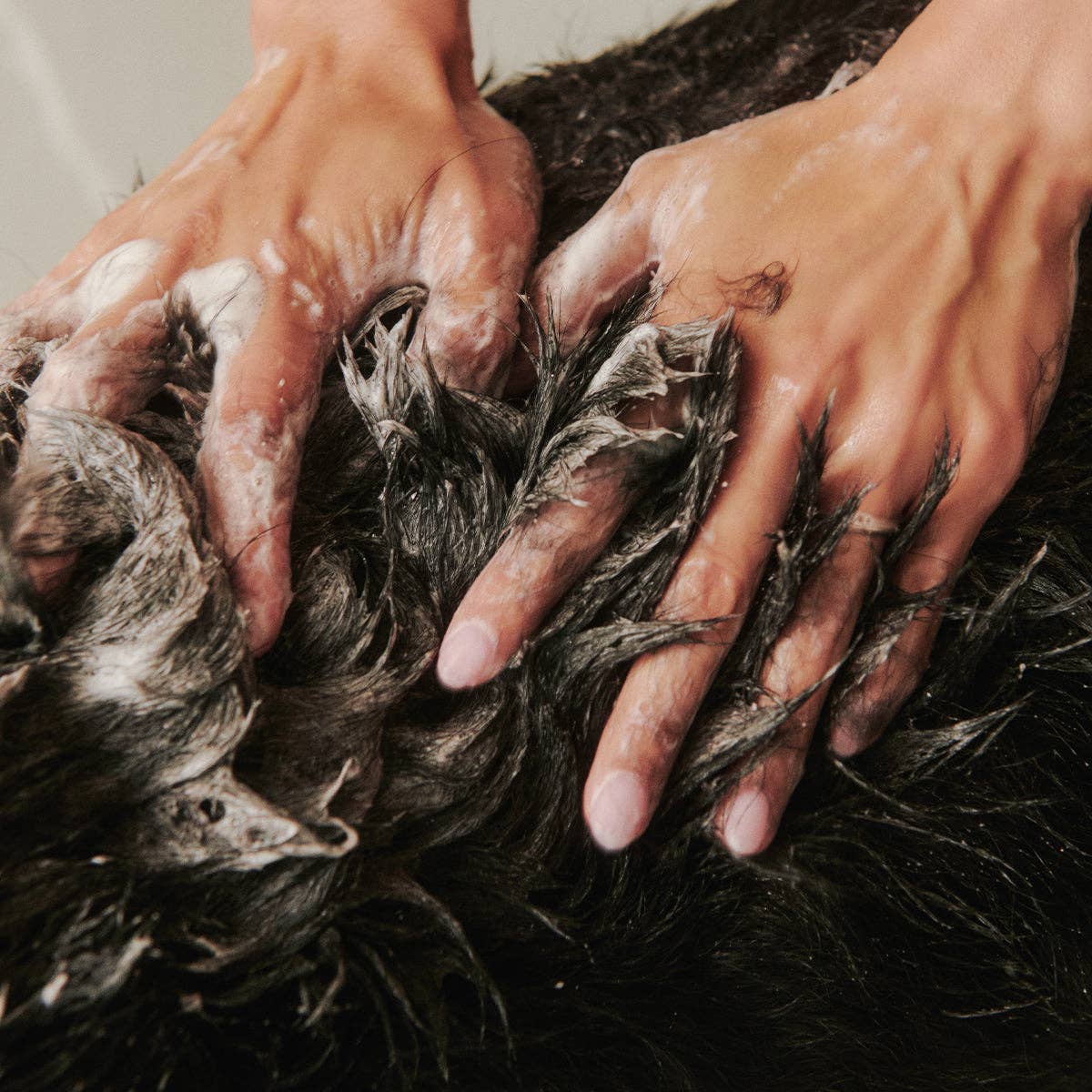 Soothe Gentle Cleansing Dog Shampoo