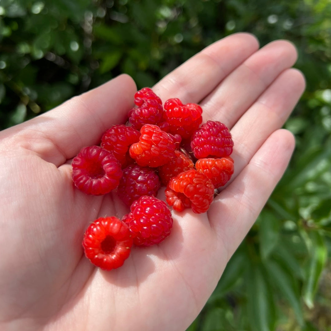 Wild Wood Design - Raspberry Earrings