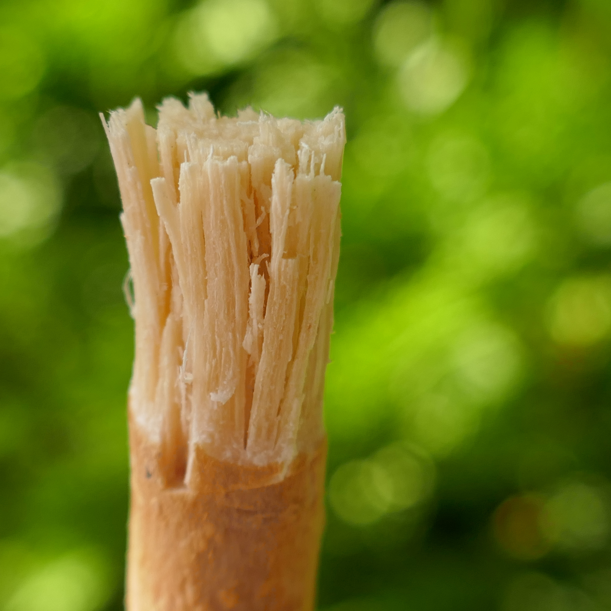 Siwak Stick with Protective Case