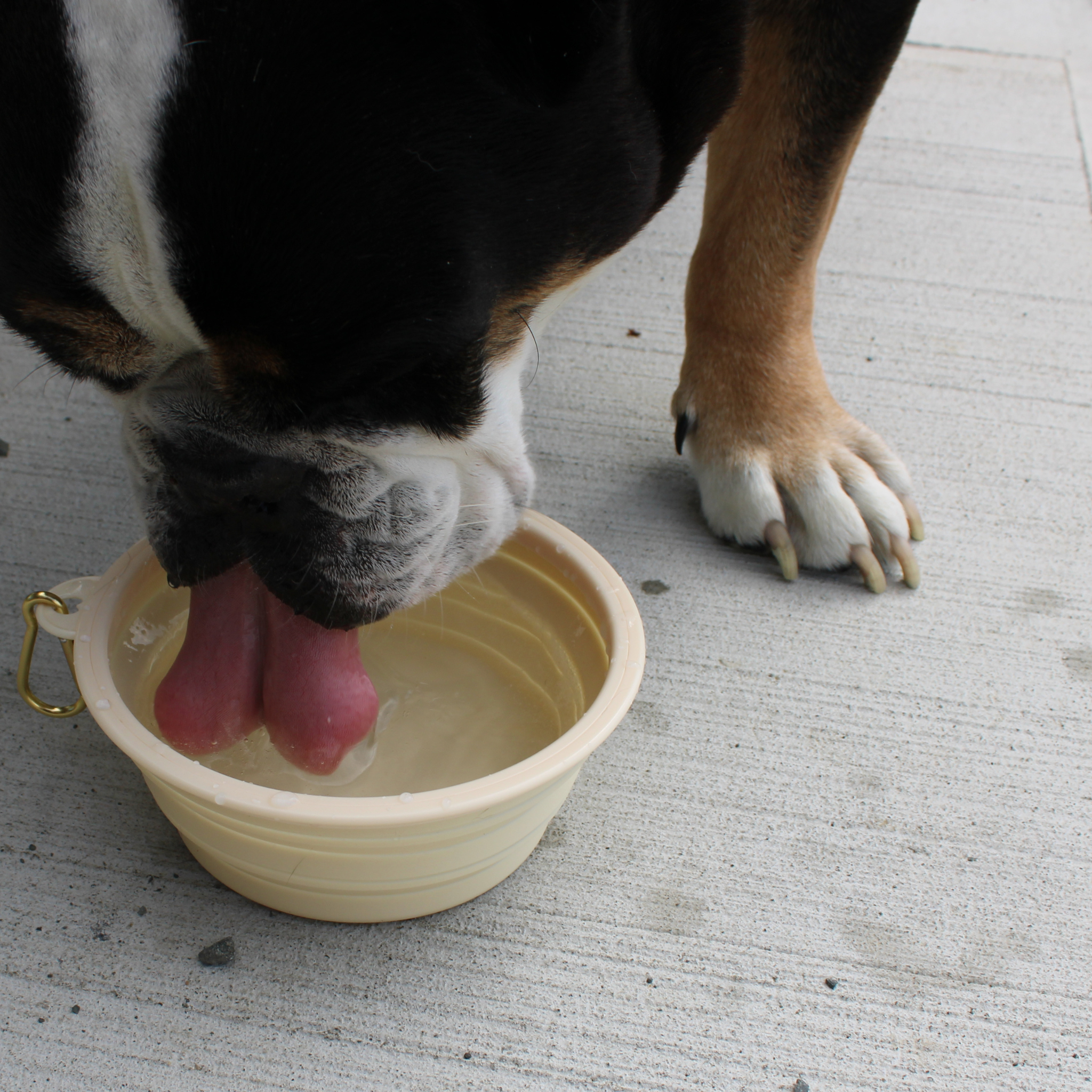 Collapsible Silicone Pet Bowl Small