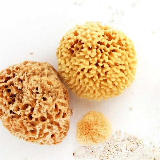 Natural Sea Sponge - Organic Honeycomb