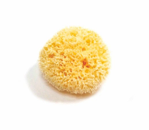 Natural Sea Sponge - Organic Honeycomb