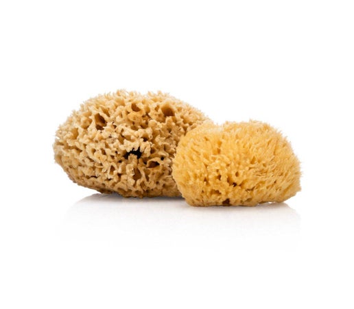 Natural Sea Sponge - Organic Honeycomb
