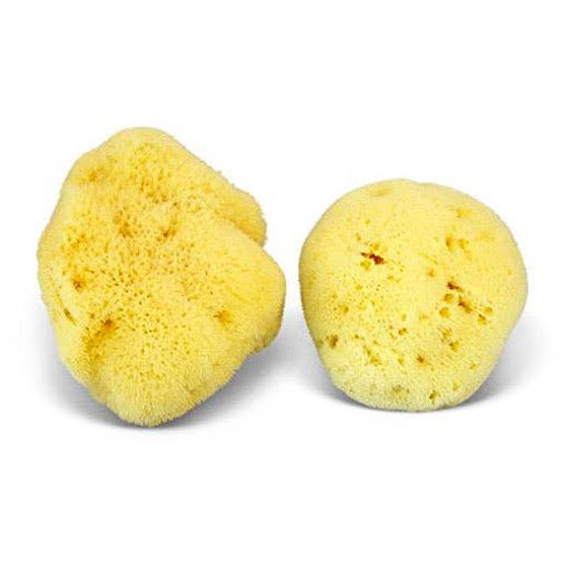 Natural Sea Sponge - Organic Honeycomb