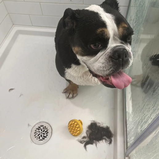 Monty's Wheat Straw + Silicone Pet Grooming Brush