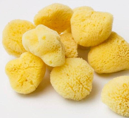 Natural Sea Sponge - Organic Honeycomb
