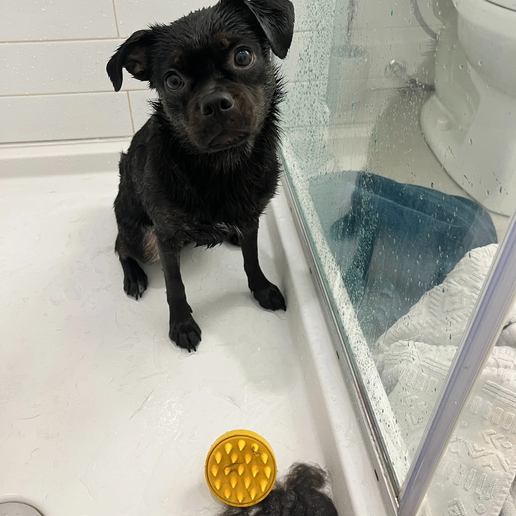 Monty's Wheat Straw + Silicone Pet Grooming Brush