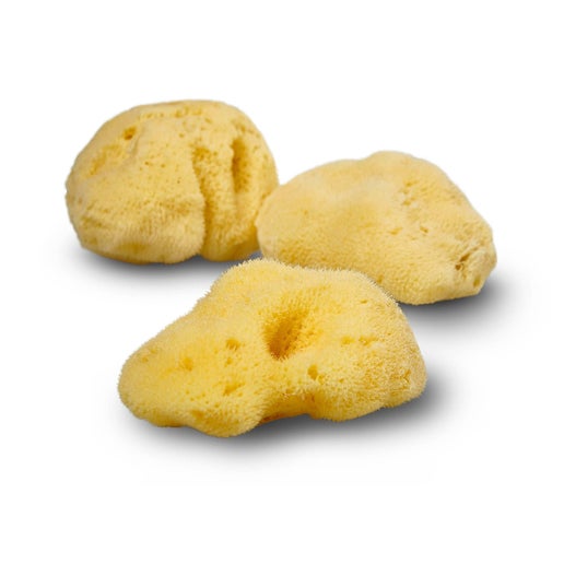 Natural Sea Sponge - Organic Honeycomb