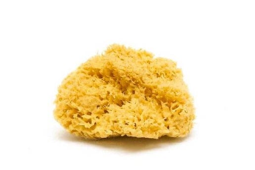Natural Sea Sponge - Organic Honeycomb